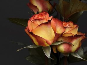 Ikebanos – gėlių komponavimo japonišku stiliumi – kūrybinės dirbtuvės 2023-11-19
